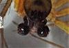 Tenuiphantes sp.